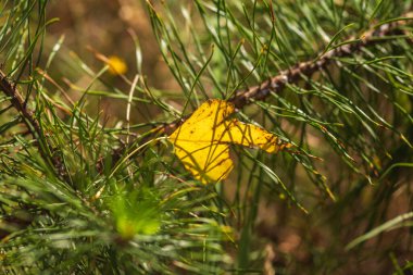 Yeşil Çimen ve Mavi Gökyüzü ile Yaz Gölü Manzarası