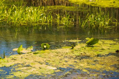 Yeşil Çimen ve Mavi Gökyüzü ile Yaz Gölü Manzarası