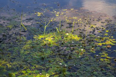Yeşil Çimen ve Mavi Gökyüzü ile Yaz Gölü Manzarası