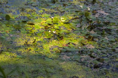Yeşil Çimen ve Mavi Gökyüzü ile Yaz Gölü Manzarası