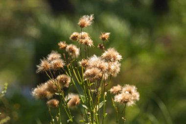 Yeşil Çimen ve Mavi Gökyüzü ile Yaz Gölü Manzarası
