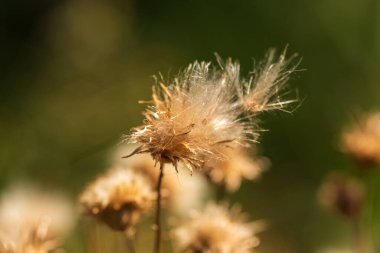 Yeşil Çimen ve Mavi Gökyüzü ile Yaz Gölü Manzarası