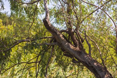 Yeşil Çimen ve Mavi Gökyüzü ile Yaz Gölü Manzarası