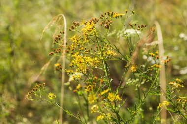 Yeşil Çimen ve Mavi Gökyüzü ile Yaz Gölü Manzarası