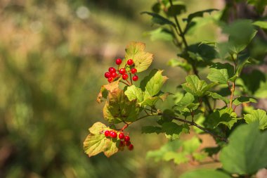 Yeşil Çimen ve Mavi Gökyüzü ile Yaz Gölü Manzarası