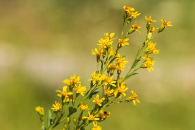 Yeşil Çimen ve Mavi Gökyüzü ile Yaz Gölü Manzarası