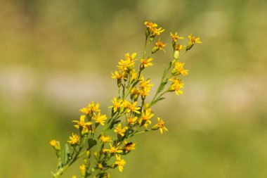 Yeşil Çimen ve Mavi Gökyüzü ile Yaz Gölü Manzarası