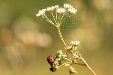 Yeşil Çimen ve Mavi Gökyüzü ile Yaz Gölü Manzarası