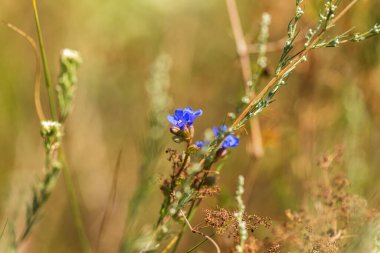 Yeşil Çimen ve Mavi Gökyüzü ile Yaz Gölü Manzarası