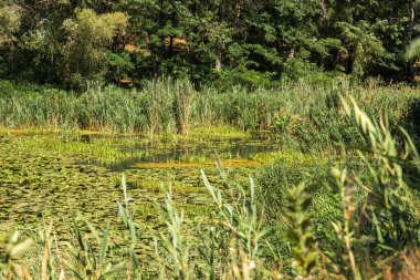 Yeşil Çimen ve Mavi Gökyüzü ile Yaz Gölü Manzarası