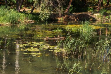 Yeşil Çimen ve Mavi Gökyüzü ile Yaz Gölü Manzarası