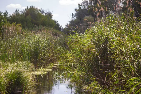 Yeşil Çimen ve Mavi Gökyüzü ile Yaz Gölü Manzarası