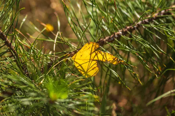 Yeşil Çimen ve Mavi Gökyüzü ile Yaz Gölü Manzarası