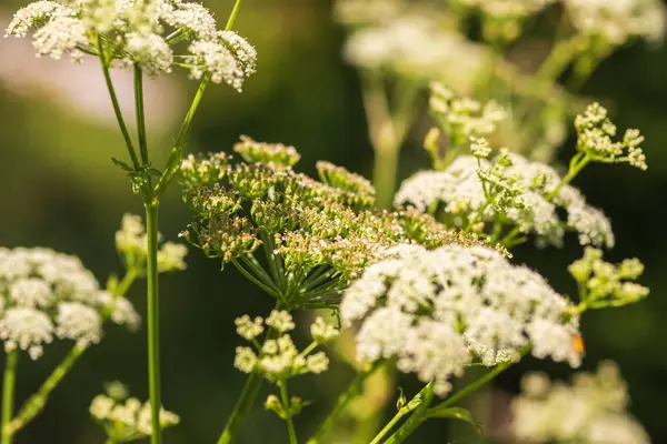 Yeşil Çimen ve Mavi Gökyüzü ile Yaz Gölü Manzarası