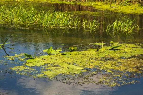 Yeşil Çimen ve Mavi Gökyüzü ile Yaz Gölü Manzarası