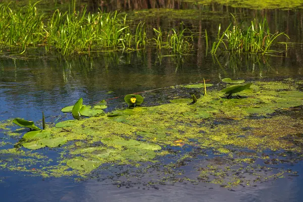 Yeşil Çimen ve Mavi Gökyüzü ile Yaz Gölü Manzarası
