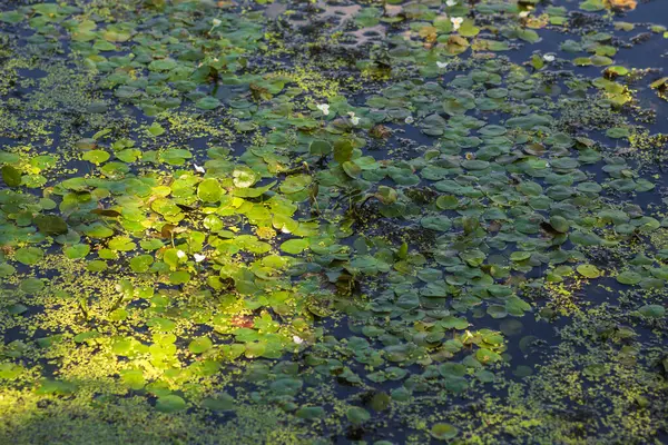 Yeşil Çimen ve Mavi Gökyüzü ile Yaz Gölü Manzarası