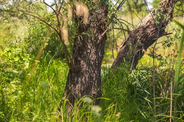 Yeşil Çimen ve Mavi Gökyüzü ile Yaz Gölü Manzarası