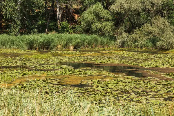 Yeşil Çimen ve Mavi Gökyüzü ile Yaz Gölü Manzarası