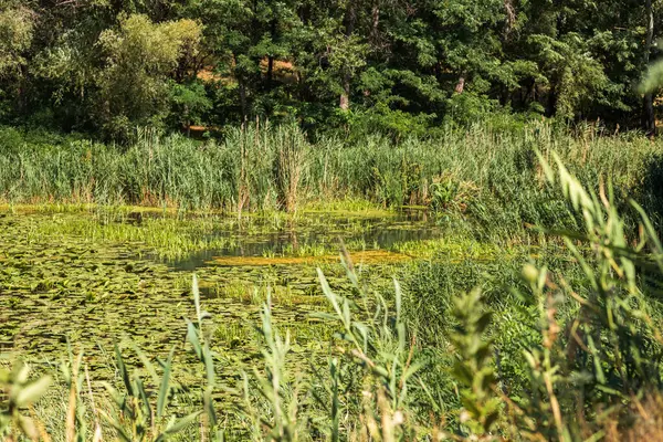 Yeşil Çimen ve Mavi Gökyüzü ile Yaz Gölü Manzarası