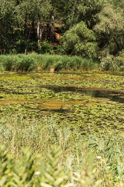 Yeşil Çimen ve Mavi Gökyüzü ile Yaz Gölü Manzarası