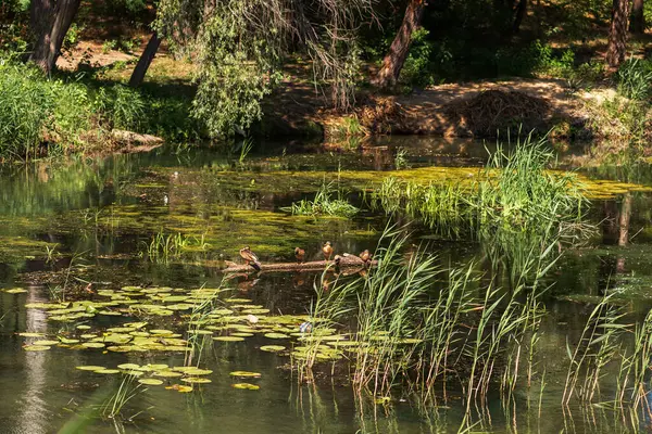 Yeşil Çimen ve Mavi Gökyüzü ile Yaz Gölü Manzarası