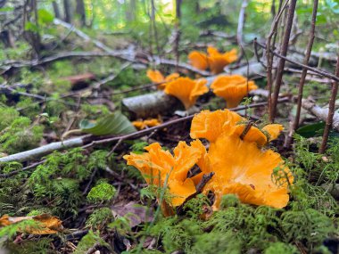 Parlak turuncu mantar mantar kolonisi vahşi doğada yetişen Kuzey ormanlarında ot yosunu yaprağı şapkası saklayan mevsimlik hiç kimse dikey fotoğraf çektiremez sihirli peri masalı yağmuru