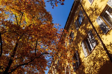 Fall landscape with an autumn tree with red and yellow colorful foliage next to a traditional building under a blue sky.