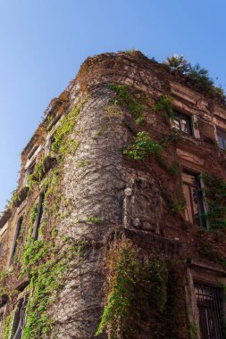 Milan, Italy Villa Mozart facade covered with a fresh green vine around the walls and windows.