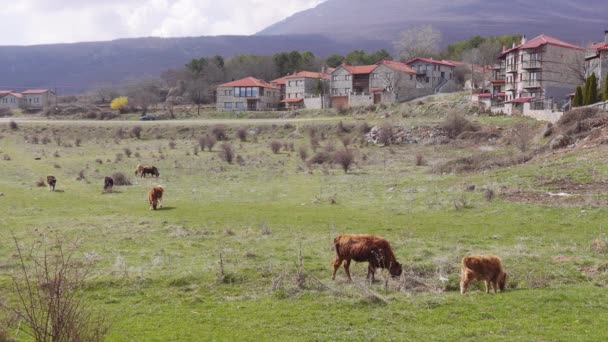 Krávy Poli Před Horami Chaty Tradiční Vesnické Osady Kamennými Domy — Stock video