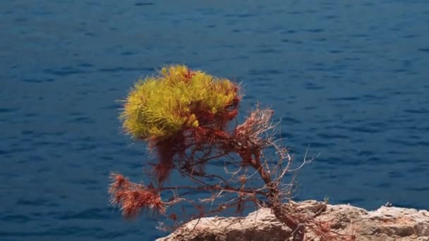Pan Small Tree Growing Seashore Cliff Rocky Coastline Calm Sea — Stock Video