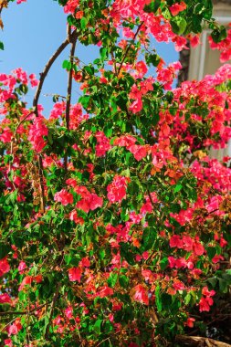 Mavi gökyüzüne karşı canlı renkli çiçeklerle bezenmiş Bougainvillea süs çalısı.