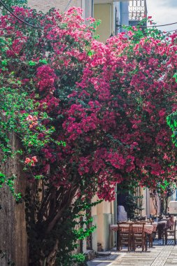 Yunanistan 'ın Nafplio kentinde meyhane masaları bulunan yayaların önünde canlı renkli çiçeklerle bezenmiş Bougainvillea süs çalısı.