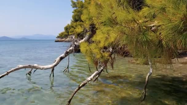 Зеленое Дерево Ветвями Висящими Низко Над Спокойным Морем Яркий Солнечный — стоковое видео