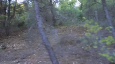 Kırsal manzara düşük hız yapan araba POV gündüz görüntüsü yeşil ağaçların etrafındaki bir orman yolunda ilerliyor..