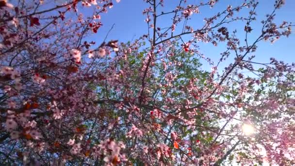 Гілки Вишневого Квітучого Дерева Рожевими Червоними Квітами Низький Кут Сковороди — стокове відео
