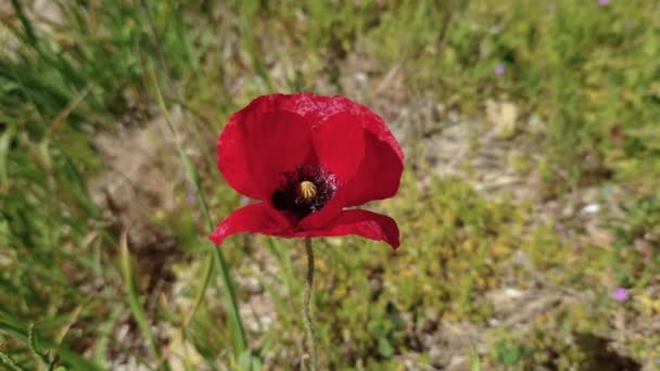 Pan Κόκκινο Παπαρούνες Λουλούδια Κυματίζει Στον Άνεμο Κατά Πράσινο Φόντο — Αρχείο Βίντεο