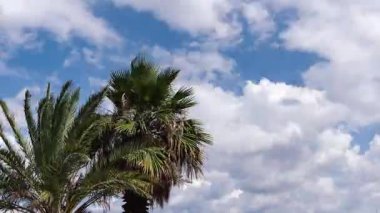 Day time lapse of blue sky with fast moving clouds behind palm tropical trees.