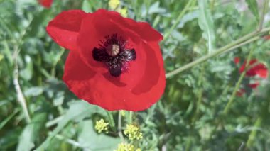 Canlı kırmızı bir gelincik, baharda çiçek açan bir bahçede yeşil yapraklardan oluşan bir zemin üzerinde duruyor..