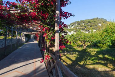 Capri, İtalya 'da canlı begonvillerle süslenmiş güzel bir patika, adanın doğal cazibesini gözler önüne seriyor..