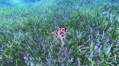 Pasifik Okyanusu 'nun altında dalış yapan mercanlar. Yüksek kalite 4k görüntü