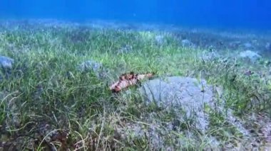 Pasifik Okyanusu 'nun altında dalış yapan mercanlar. Yüksek kalite 4k görüntü