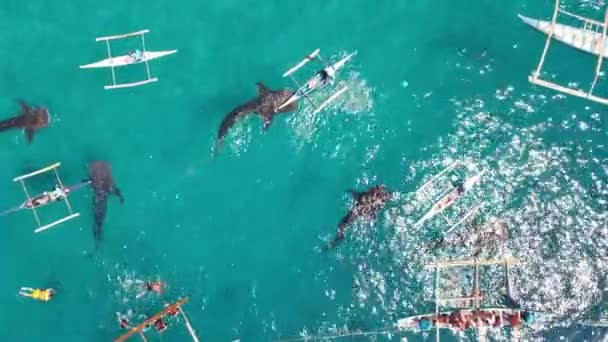 Tubarões Baleia Com Barcos Oceano Filmar Drone Imagens Alta Qualidade — Vídeo de Stock