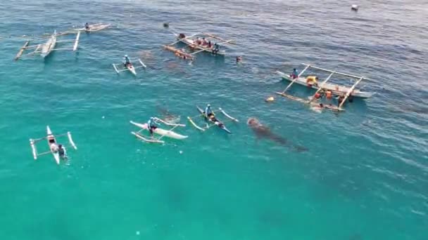 Китовые Акулы Лодками Океане Снимают Беспилотника Высококачественные Кадры Синего Океана — стоковое видео