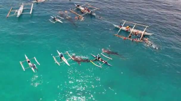 鲸鲨与船在海洋拍摄从无人驾驶飞机 高质量的4K镜头 蓝色海洋 许多鲸鲨和船只 人们喂鲨鱼 菲律宾虎鲸鲨鱼观察 — 图库视频影像