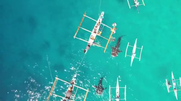 Velrybí Žraloci Loďkami Oceánu Natáčí Dronu Vysoce Kvalitní Záběry Modrý — Stock video