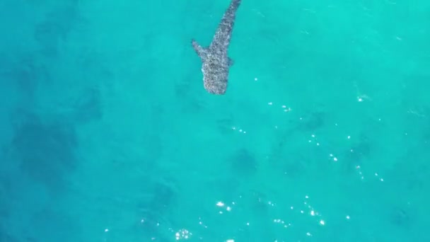 Whale Sharks Boats Ocean Filming Drone High Quality Footage Blue — Stock Video
