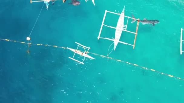 바다에 보트를 고래상어가 드론에서 촬영을 있습니다 고품질 고래상어와 사람들 상어에게 — 비디오