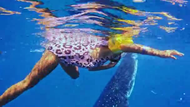 Niña Nadando Con Mamá Tiburones Ballena Con Máscara Snorkel Philippines — Vídeo de stock