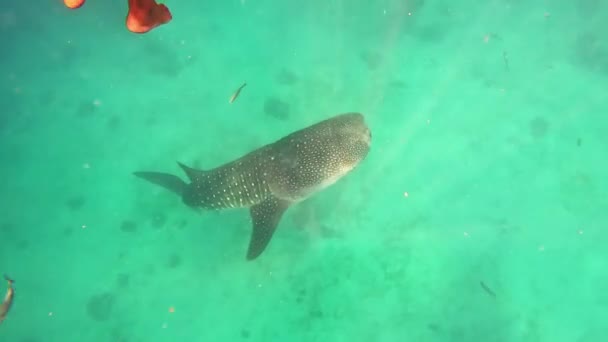Alimentación Tiburones Ballena Océano Abierto Blue Water Enormes Barcos Peces — Vídeo de stock